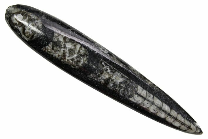 Polished Fossil Orthoceras (Cephalopod) - Morocco #363837